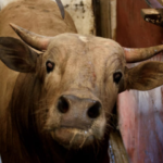 Una vaca v/s un alcornoque