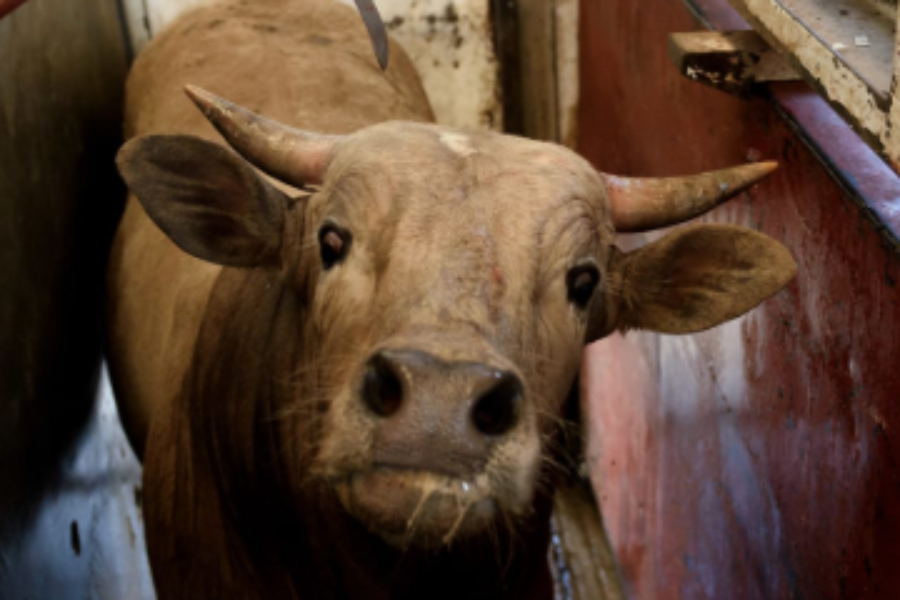 Una vaca v/s un alcornoque