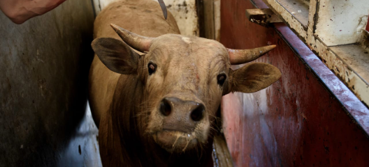 En este momento estás viendo Una vaca v/s un alcornoque
